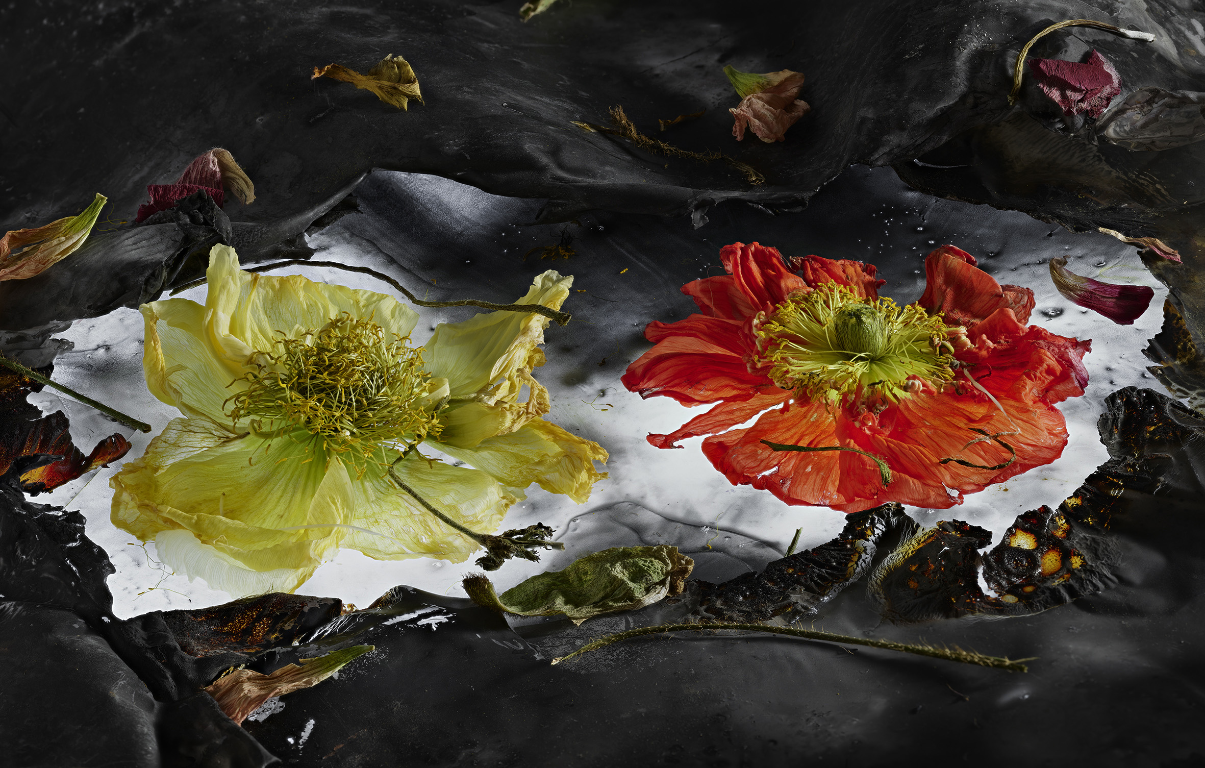 “Amati fiori 2023”: la mostra fotografica per il FuoriOrticola